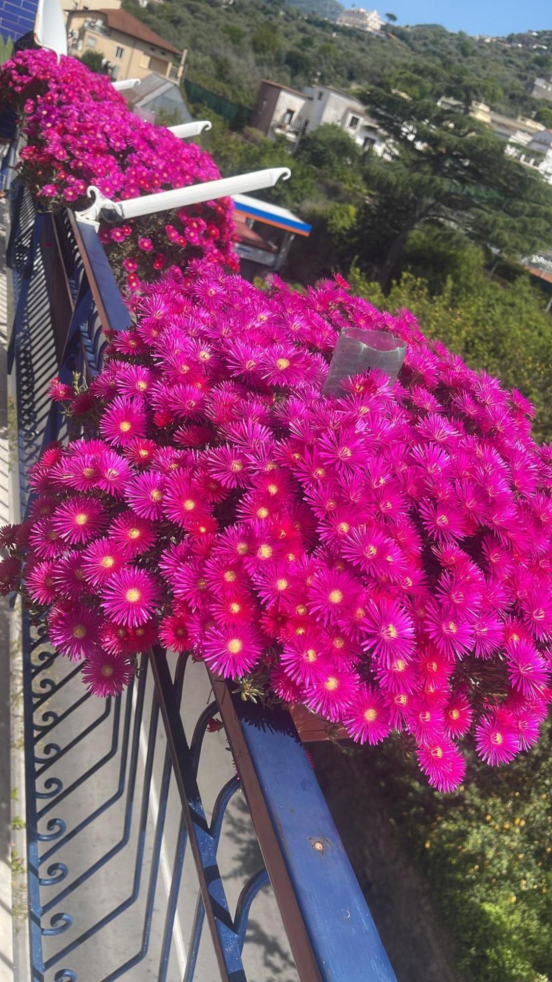 Bougainvillea Relais Sorrento Dış mekan fotoğraf